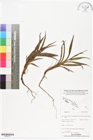 登錄號:BS05918藏品圖，第1張