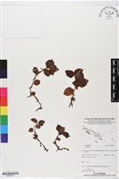 登錄號:BS05919藏品圖，第1張