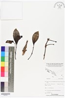 登錄號:BS05920藏品圖，第1張
