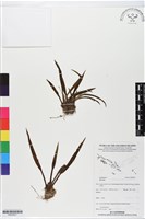 登錄號:BS05921藏品圖，第1張