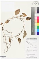 登錄號:BS05922藏品圖，第1張