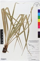 登錄號:BS05923藏品圖，第1張