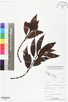 登錄號:BS05925藏品圖，第1張