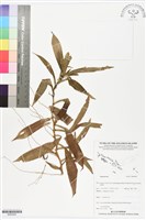 登錄號:BS05926藏品圖，第1張