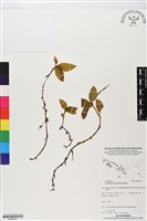 登錄號:BS05927藏品圖，第1張