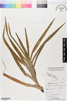 登錄號:BS05928藏品圖，第1張