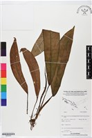 登錄號:BS05929藏品圖，第1張