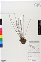 登錄號:BS05931藏品圖，第1張