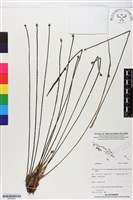 登錄號:BS05932藏品圖，第1張