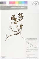 登錄號:BS05933藏品圖，第1張