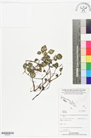 登錄號:BS05934藏品圖，第1張