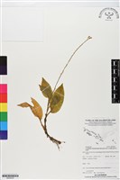 登錄號:BS05935藏品圖，第1張