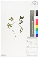 登錄號:BS05936藏品圖，第1張