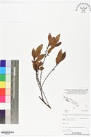 登錄號:BS05939藏品圖，第1張