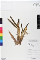 登錄號:BS05940藏品圖，第1張