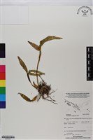 登錄號:BS05943藏品圖，第1張
