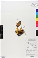 登錄號:BS05944藏品圖，第1張