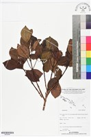 登錄號:BS05946藏品圖，第1張