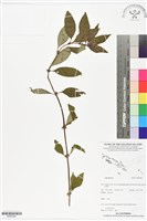 登錄號:BS05948藏品圖，第1張