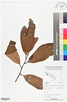 登錄號:BS05949藏品圖，第1張