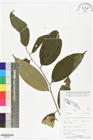 登錄號:BS05950藏品圖，第1張