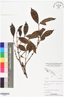 登錄號:BS05951藏品圖，第1張