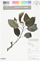 登錄號:BS05953藏品圖，第1張
