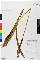 登錄號:BS05954藏品圖，第1張