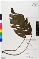 登錄號:BS05955藏品圖，第1張