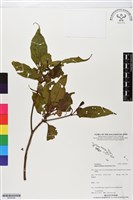 登錄號:BS05956藏品圖，第1張