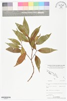 登錄號:BS05957藏品圖，第1張