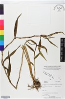 登錄號:BS05958藏品圖，第1張