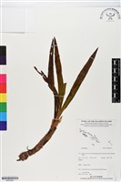 登錄號:BS05959藏品圖，第1張