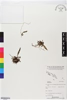 登錄號:BS05961藏品圖，第1張