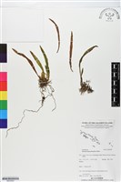 登錄號:BS05962藏品圖，第1張