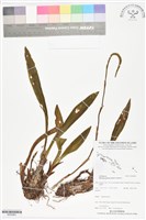 登錄號:BS05963藏品圖，第1張