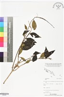 登錄號:BS05964藏品圖，第1張