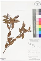 登錄號:BS05965藏品圖，第1張