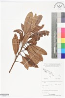 登錄號:BS05967藏品圖，第1張