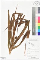 登錄號:BS05969藏品圖，第1張