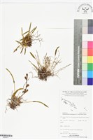 登錄號:BS05971藏品圖，第1張