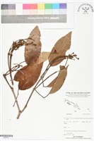 登錄號:BS05972藏品圖，第1張