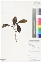 登錄號:BS05973藏品圖，第1張