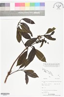登錄號:BS05974藏品圖，第1張