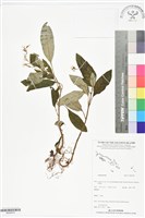 登錄號:BS05975藏品圖，第1張