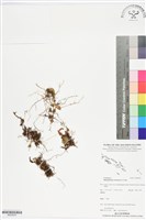 登錄號:BS05976藏品圖，第1張