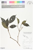 登錄號:BS05977藏品圖，第1張
