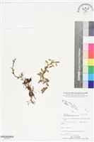 登錄號:BS05978藏品圖，第1張