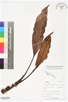 登錄號:BS05979藏品圖，第1張