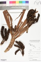 登錄號:BS05980藏品圖，第1張